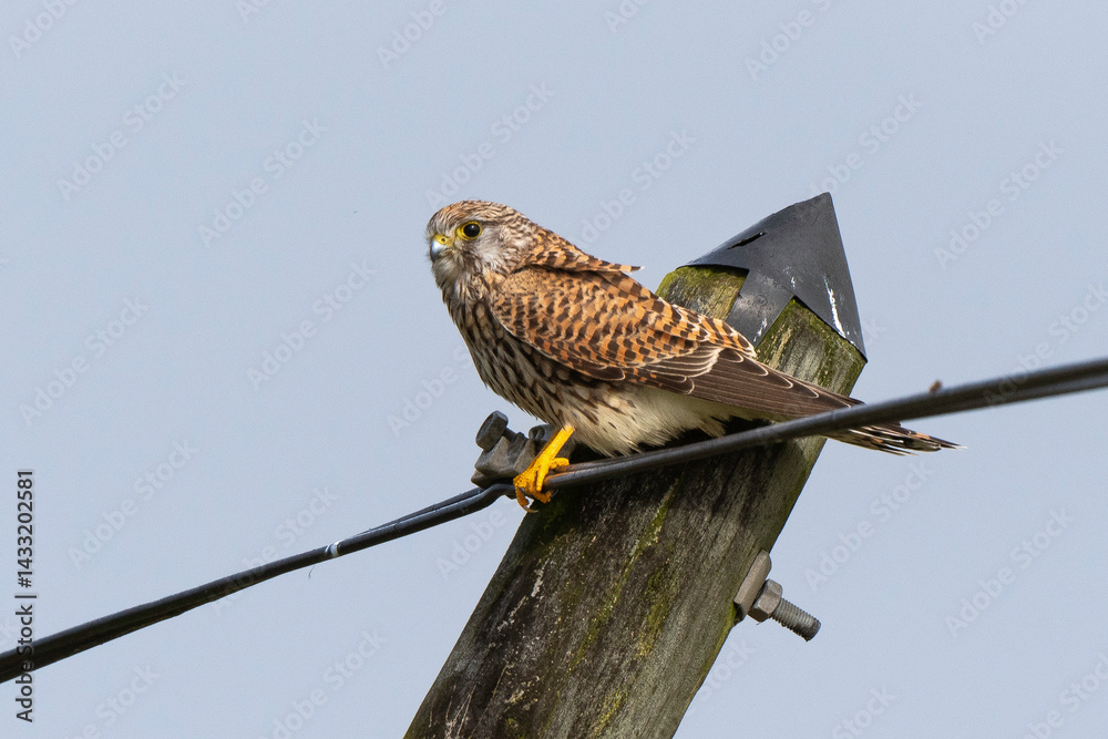 Faucon crécerelle,.Falco tinnunculus, Common Kestrel