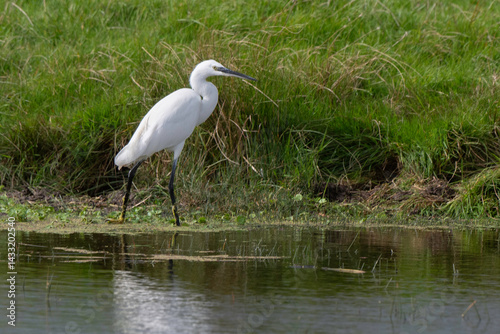Aigrette garzette, .Egretta garzetta, Little Egret,