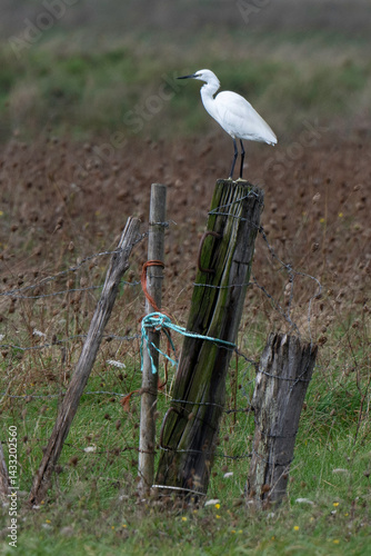 Obraz na płótnie Aigrette garzette, .Egretta garzetta, Little Egret, marais Breton; 85, Vendée, Loire Atlantique, France w salonie