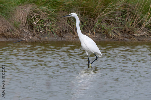 Obraz na płótnie Aigrette garzette, .Egretta garzetta, Little Egret, w salonie