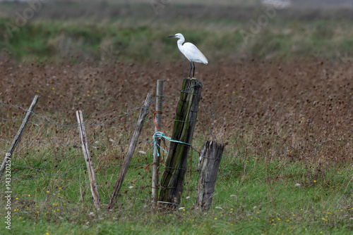 Obraz na płótnie Aigrette garzette, .Egretta garzetta, Little Egret, marais Breton; 85, Vendée, Loire Atlantique, France w salonie