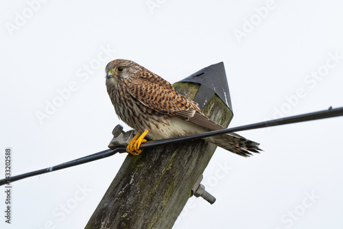 Faucon crécerelle,.Falco tinnunculus, Common Kestrel