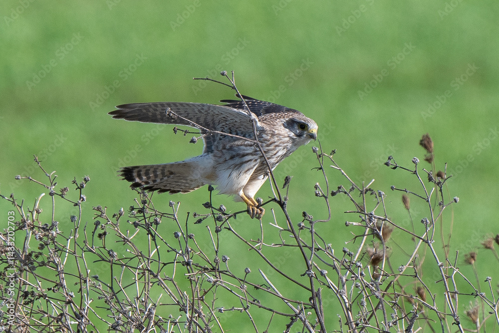 Faucon crécerelle,.Falco tinnunculus, Common Kestrel