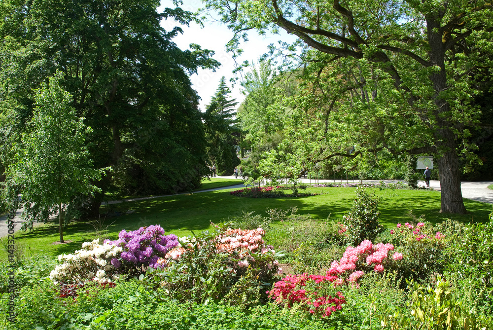 Rhododendron, Pelouse, Allée, Jardin botanique, Ile de Mainau, Lac de Constance, Allemagne
