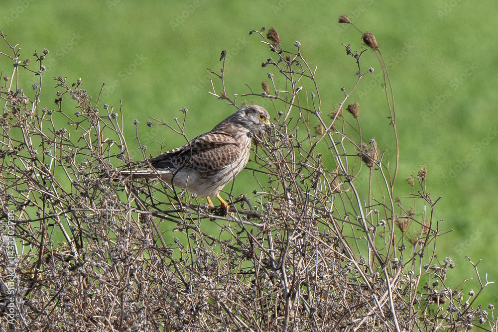 Faucon crécerelle,.Falco tinnunculus, Common Kestrel