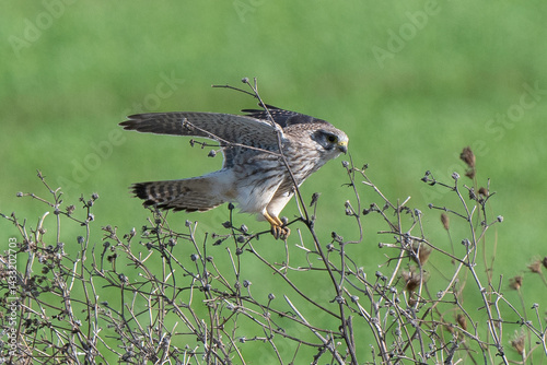 Obraz na płótnie Faucon crécerelle,.Falco tinnunculus, Common Kestrel w salonie
