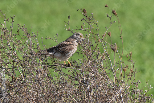 Faucon crécerelle,.Falco tinnunculus, Common Kestrel