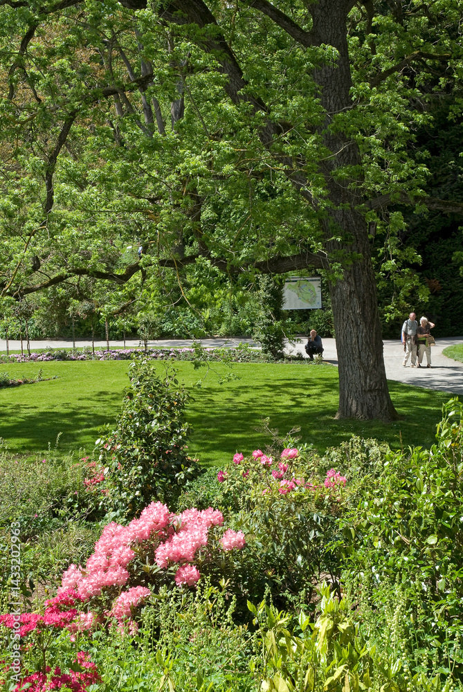 Rhododendron, Pelouse, Allée, Jardin botanique, Ile de Mainau, Lac de Constance, Allemagne