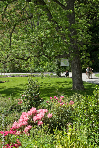 Obraz na płótnie Rhododendron, Pelouse, Allée, Jardin botanique, Ile de Mainau, Lac de Constance, Allemagne w salonie
