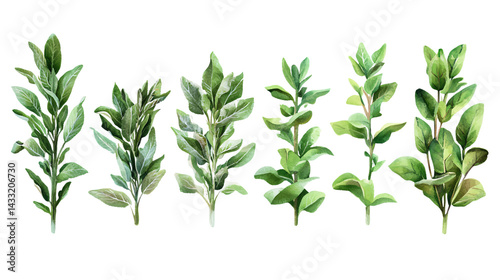 Fresh Sage Herb Set Isolated on Transparent Background - Culinary Spice Collection