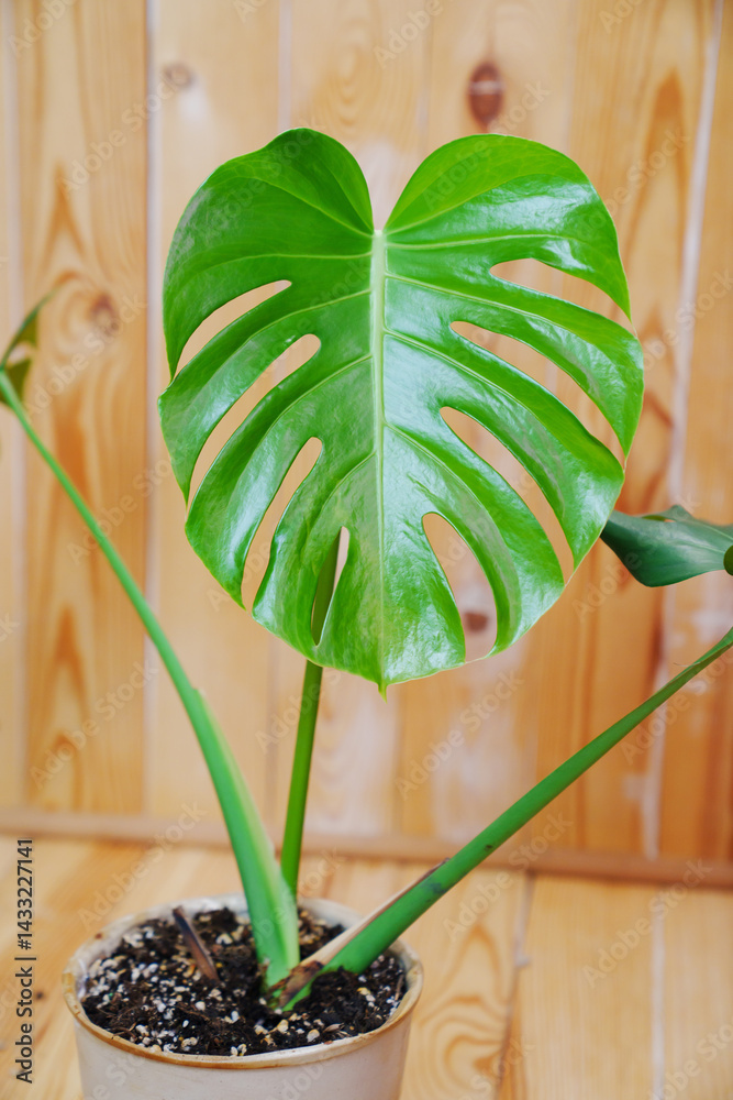 Monstera in a white pot on a wooden background. houseplant.