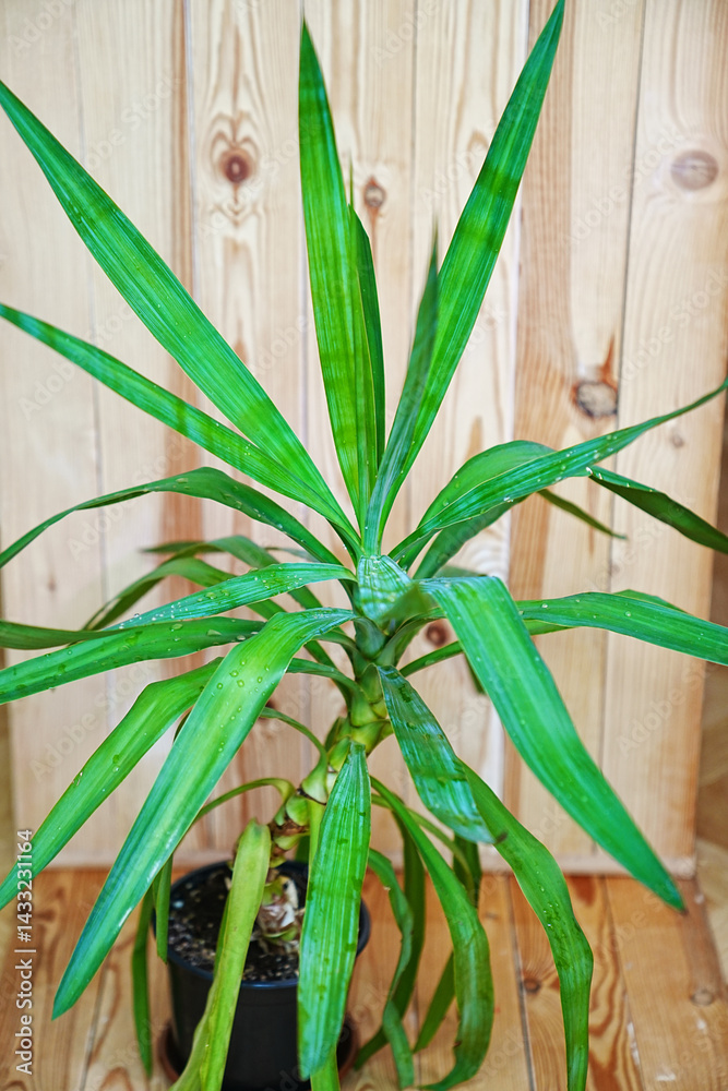 Palm pandanus in a black pot on a wooden background. houseplant.