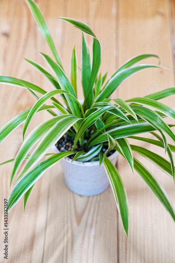 Chlorophytum in a white pot on a wooden background. houseplant.