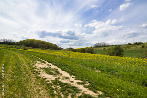 Beautiful view on the field of yellow rapeseed with dusty path in cloudy spring fresh day. Czech Republic.