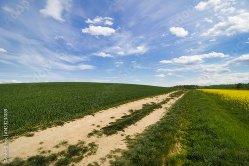 A dusty path to hill between grain and canola fields in spring day. Czech Republic.