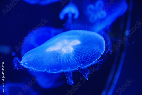 Obraz na płótnie Eared aurelia, or eared jellyfish in the aquarium. w salonie