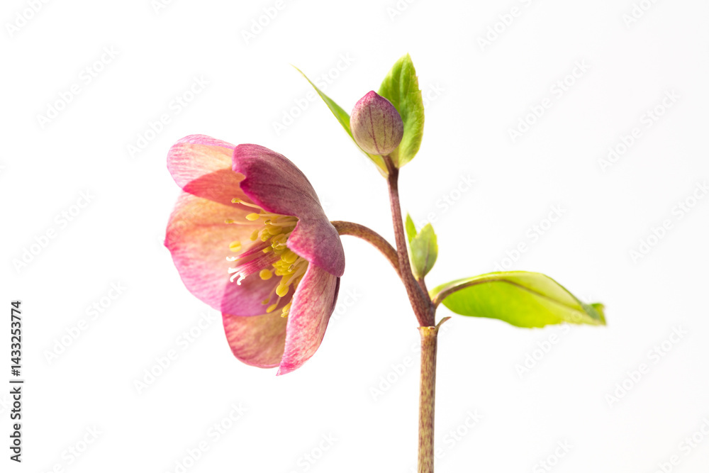 Christmas rose (Helleborus niger) in full blooming