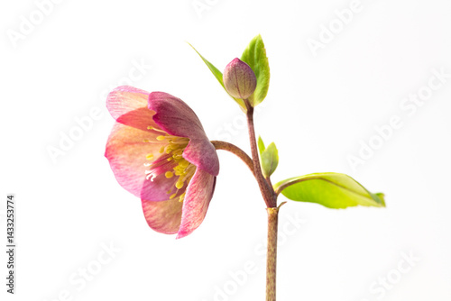 Obraz na płótnie Christmas rose (Helleborus niger) in full blooming w salonie