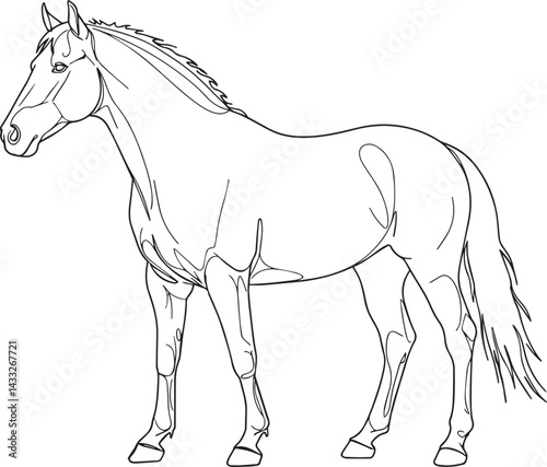 Premium vector. Black horse vector illustration on white background. 
