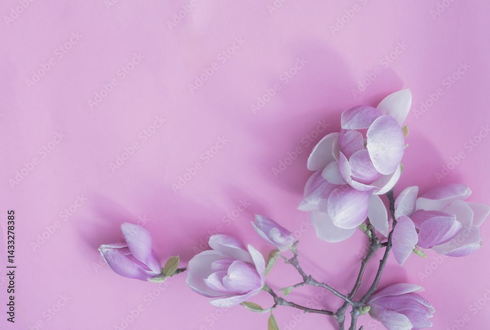 magnolia flowers on colorful paper background