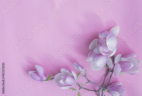 Obraz na płótnie magnolia flowers on colorful paper background w salonie