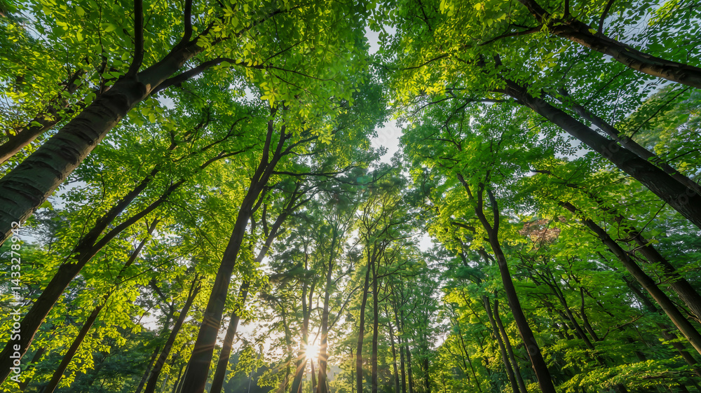Naklejka premium Golden sunlight pierces lush spring-green forest canopy, low-angle view through towering deciduous trees, radiant lens flare and deep shadows, tranquil golden hour glow