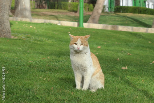 Canvas Print cats in the nature