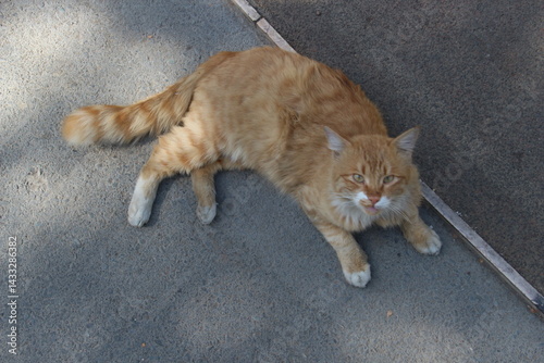 Photography cats in the nature
