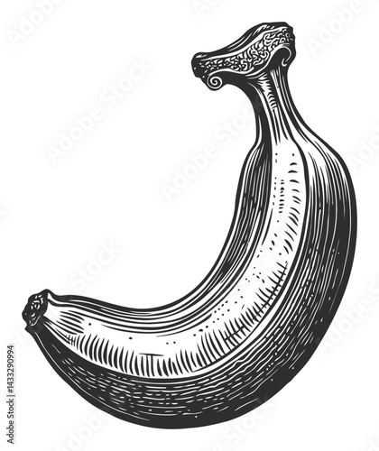 Hand-Drawn Vintage Engraving of a Unique Banana Illustration