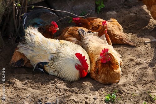 A small flock of chickens and one rooster rest in the shade on sandy ground. The rooster has lush white feathers with black specks on its tail and a bright red comb.