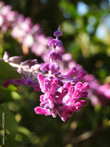 ジェットコースター