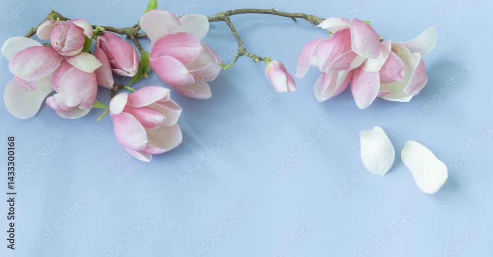 magnolia flowers on colorful paper background