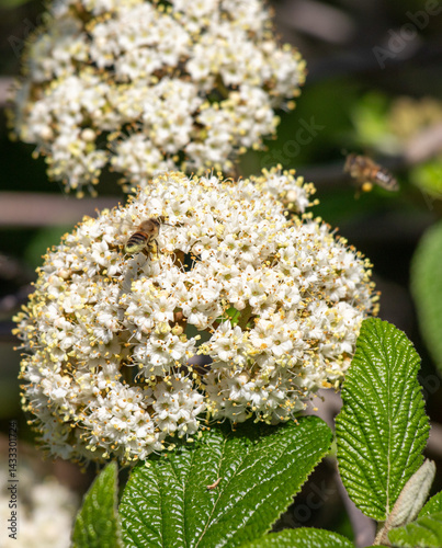 A white flower with a bee on it