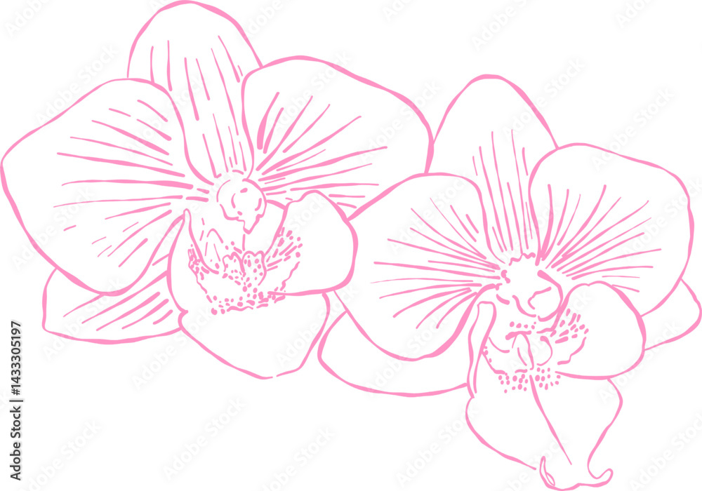 Fototapeta premium Flower and Leaf Line Art Pink Color Hand Drawn Sketch Style