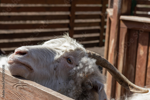 Close-up head of a white goat.