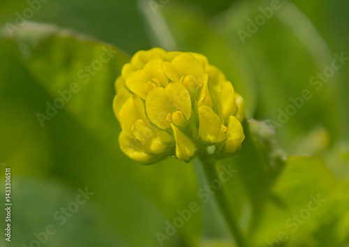 Yellow flowers of a black medic plant, selective focus with green bokeh background - Medicago lupulina 