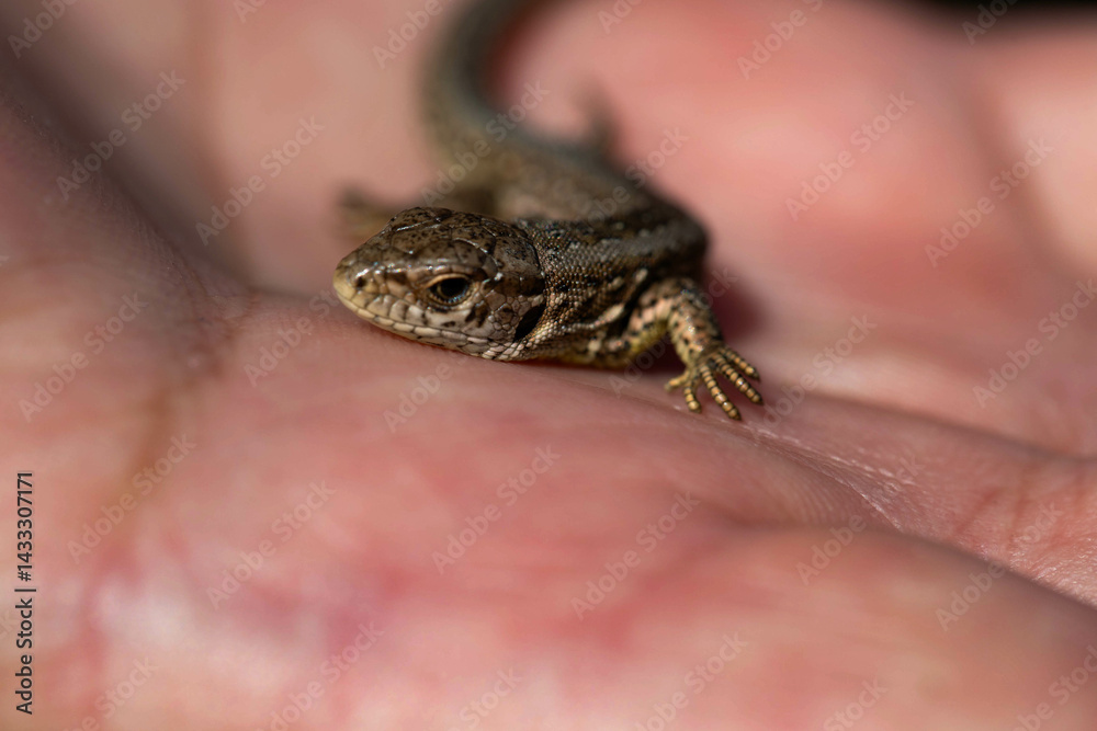 Obraz premium Tiny Lizard on Human Hand