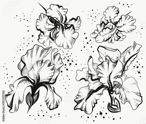  illustration of a flower
