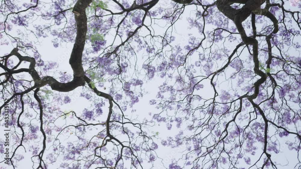 Blooming jacaranda tree canopy: a low angle perspective