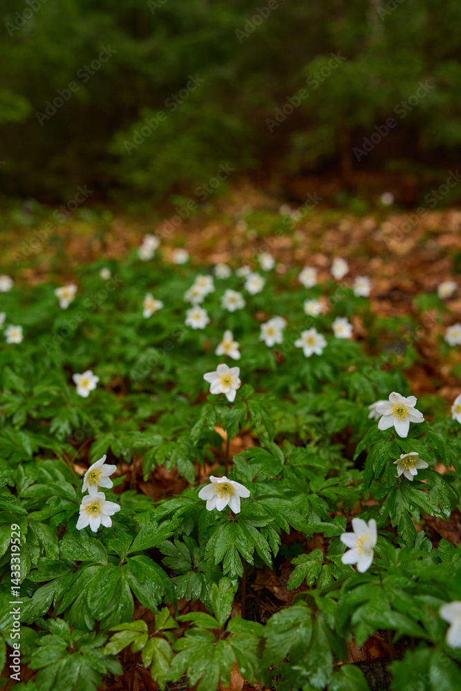 Wood anemone flower closeup