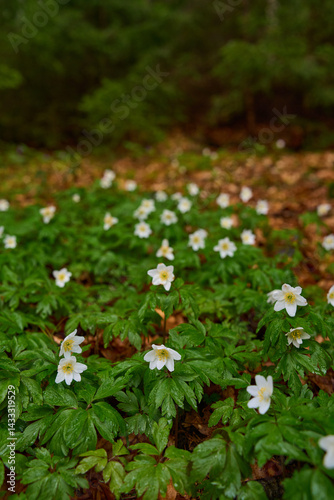Obraz na płótnie Wood anemone flower closeup w salonie