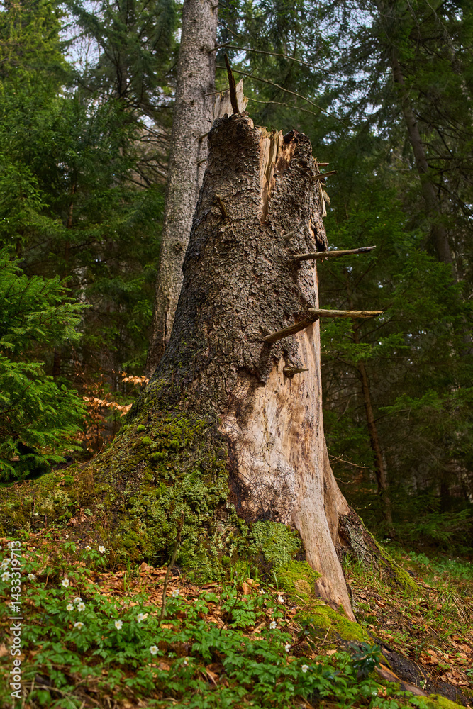 Broken tree stump in forest