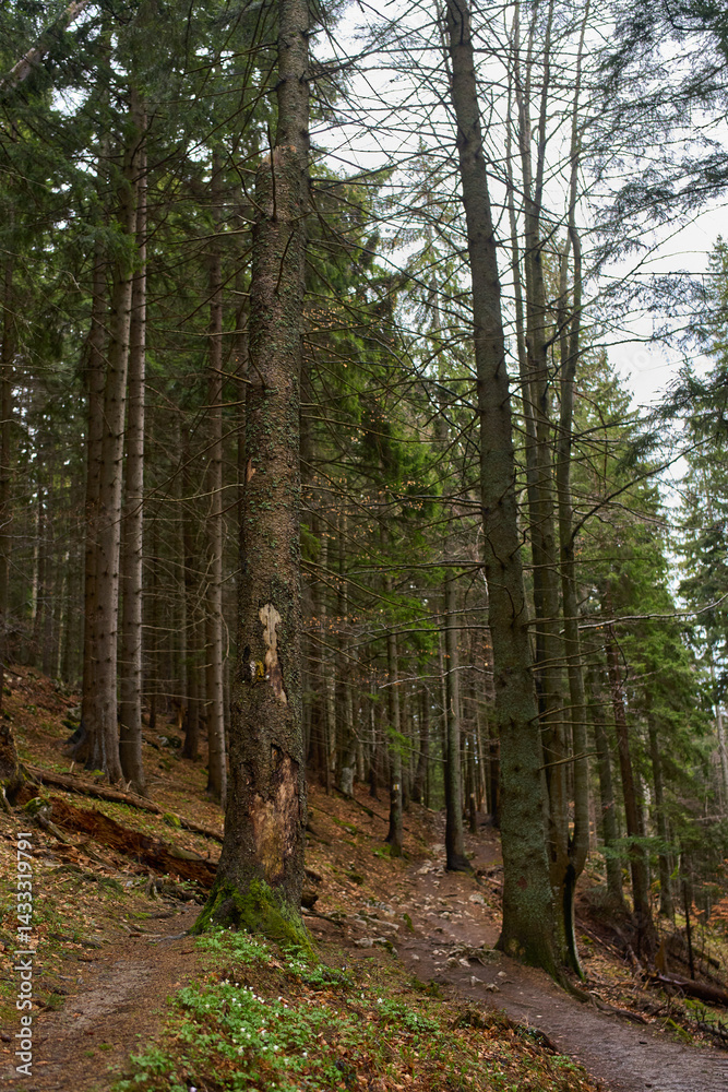 Obraz premium Autumn forest trail with large trees