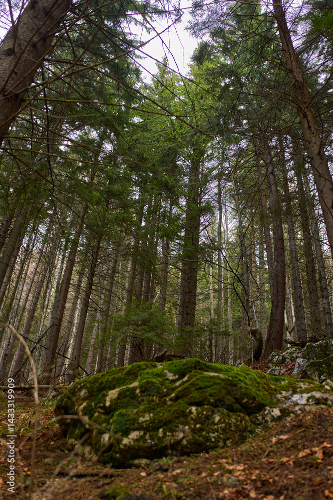 Mossy rocks in pine forest
