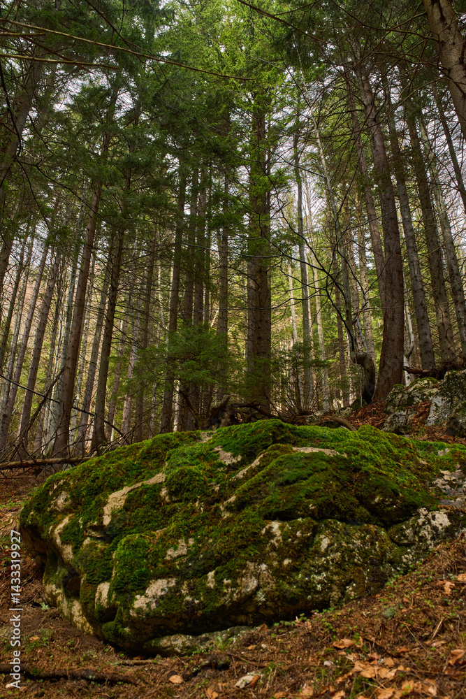 Mossy rocks in pine forest