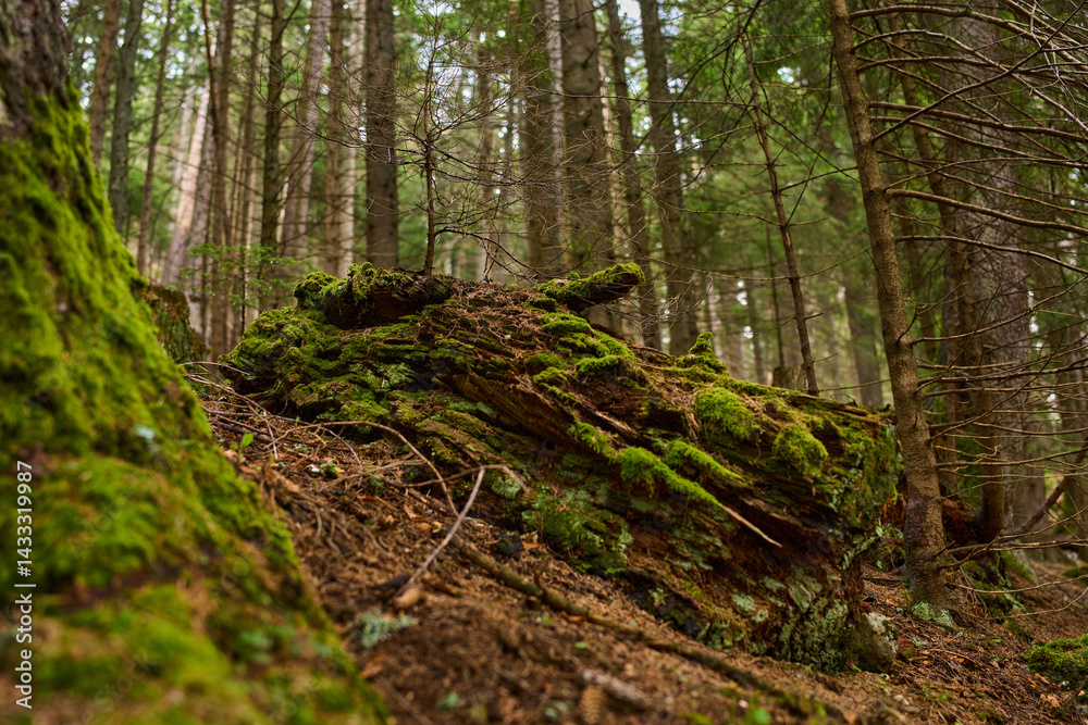 Mossy decaying log on forest slope