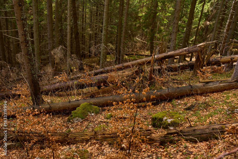 Fallen trees and mossy ground