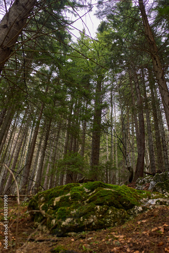 Obraz na płótnie Mossy rocks in pine forest w salonie