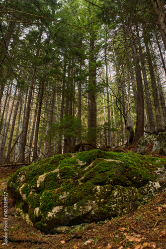 Obraz na płótnie Mossy rocks in pine forest w salonie