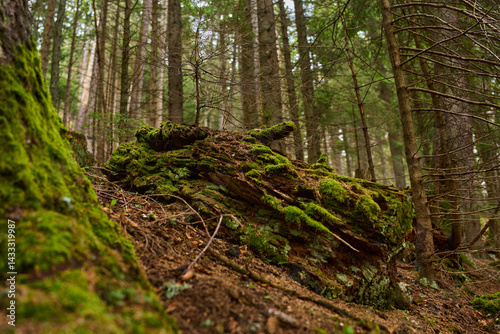 Obraz na płótnie Mossy decaying log on forest slope w salonie
